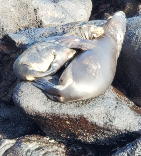 Two sealions resting on rocks.