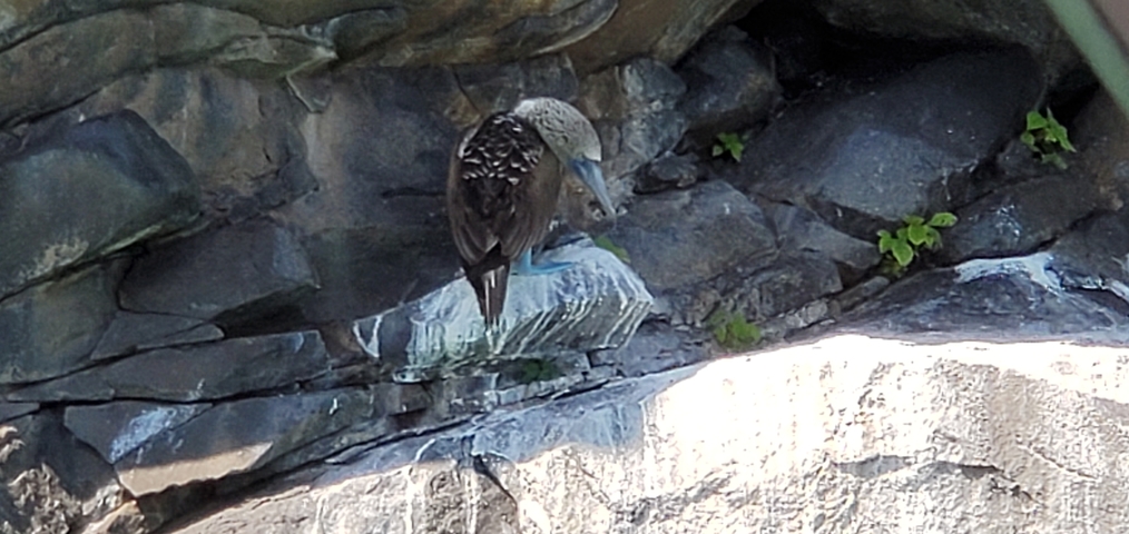 A blue-footed booby standing on rocks.
