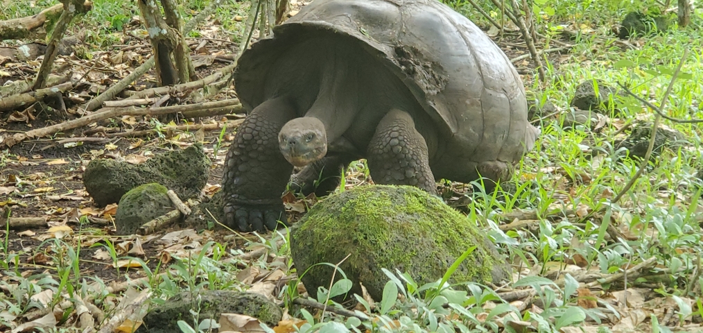 Large tortoise in a wooded area.