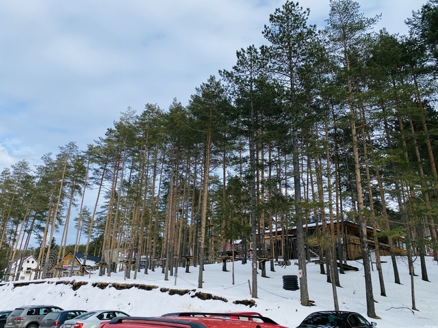       Tall pine trees in a snowy landscape.
  