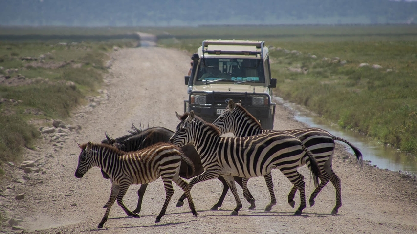       Zebras crossing a dirt road in front of a safari vehicle.
  