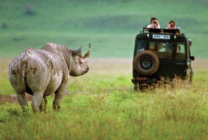       Rhino observed by tourists in a safari vehicle.
  