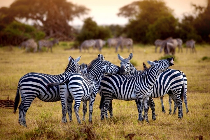       Herd of zebras grazing on a grassland.
  