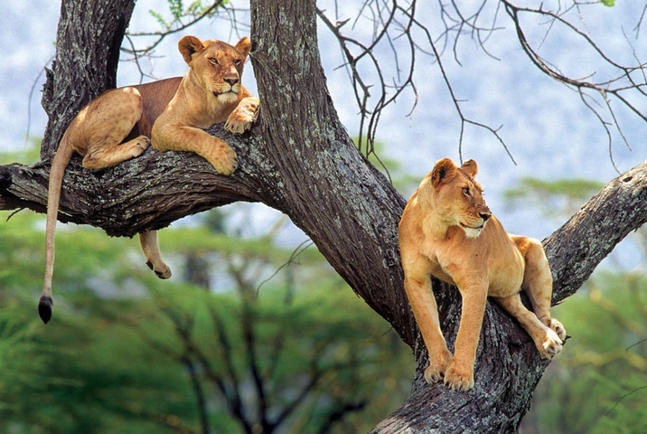       Two lions lounging on a tree branch.
  