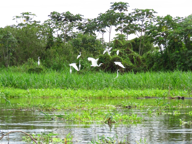 Flock of white birds flying above lush grass.