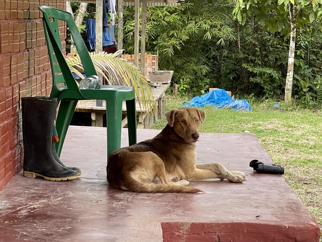 Dog laying on a porch with a chair and objects.