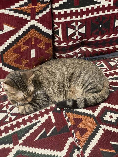 Striped cat lying on colorful patterned cushions.