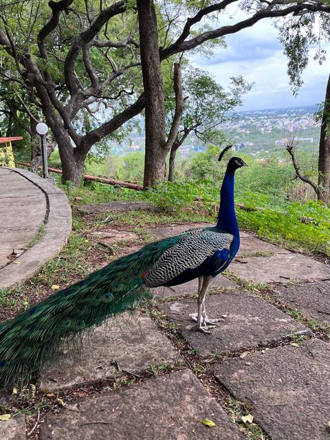 Peacock with vibrant feathers on a stone pathway surrounded by trees.
