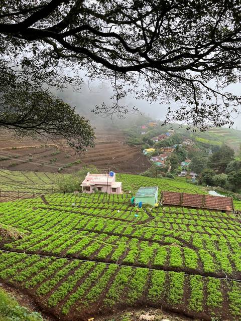 Terraced crops on a hillside with colorful houses in the background.