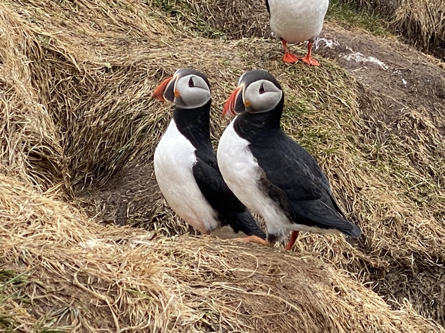Two puffins perched on a grassy cliff.