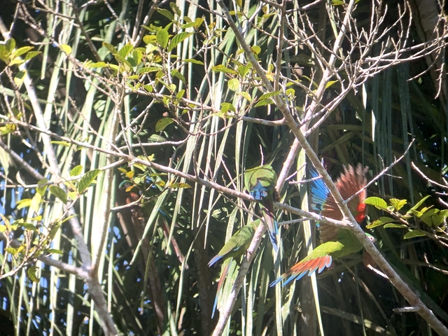 Two colorful birds in a tree