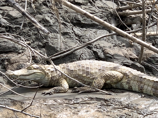Crocodile resting on muddy terrain with branches above