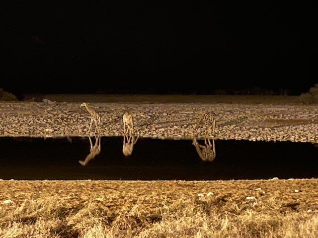       Giraffes drinking water at night near a waterhole.
  