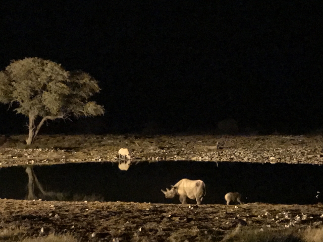       Rhinoceros and animal by a waterhole at night.
  