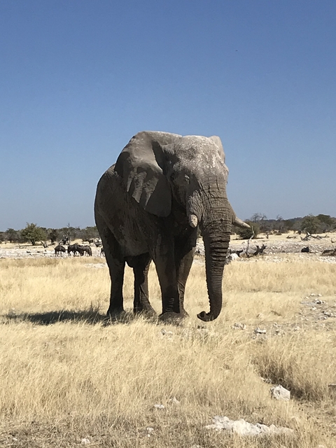       Elephant in the savanna under a clear sky.
  