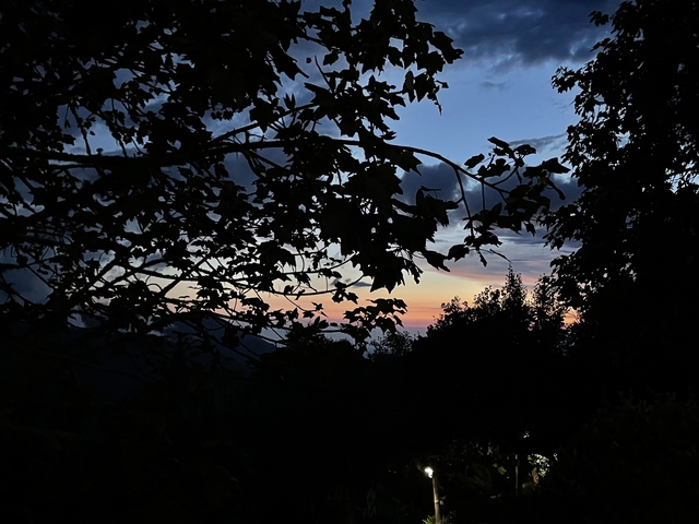       Silhouette of trees during a colorful sunset
  