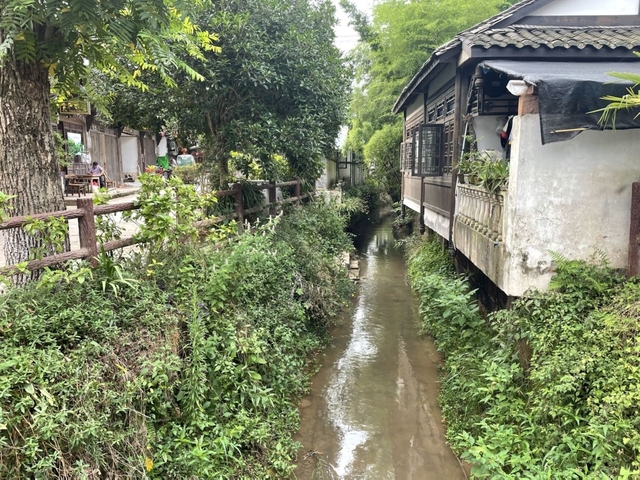 Small water stream lined with bushy greenery.