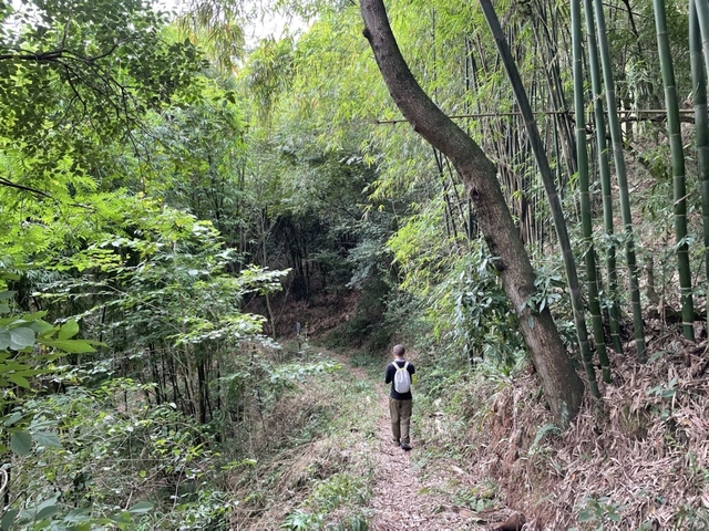 Person walking on a trail through dense bamboo forest.