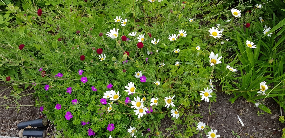       Assorted wildflowers in a garden.
  