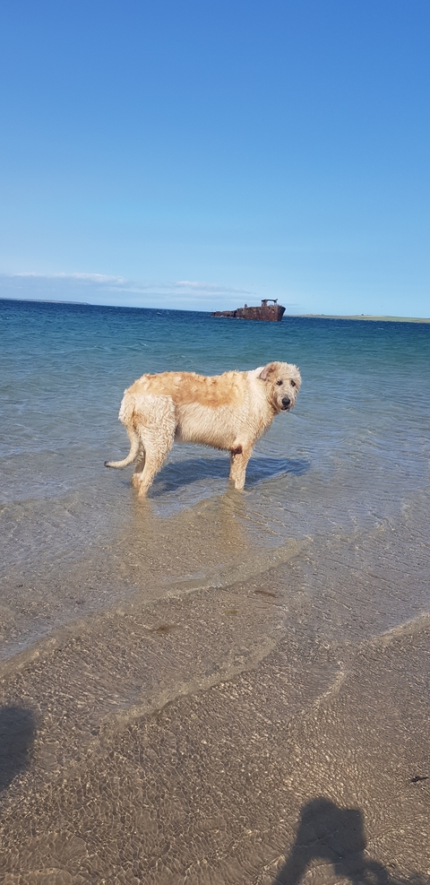 Dog standing in shallow ocean water.