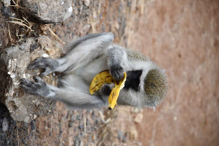       Monkey holding and eating a banana.
  