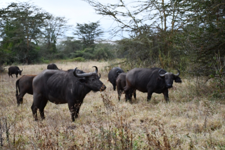       Buffalo grazing in a dry, open landscape with trees.
  