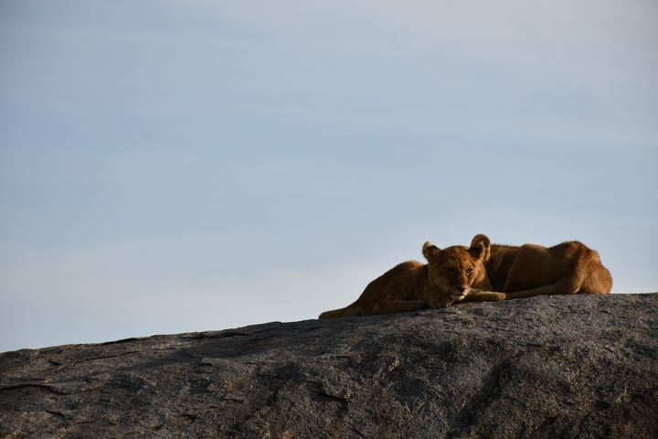       Lion resting on a large rock under a clear blue sky.
  