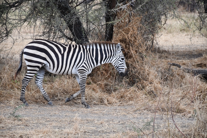       Zebra walking in a savannah with trees in the background.
  