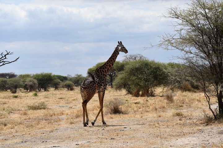       Giraffe walking through dry bushland.
  