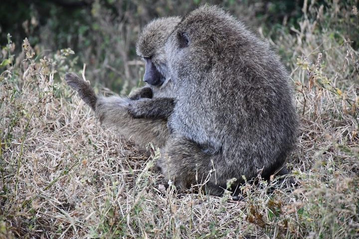       Baboon sitting in the grass grooming itself.
  