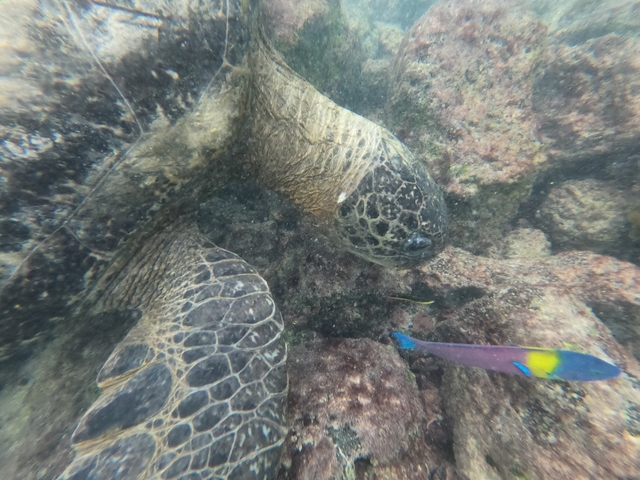       Underwater view of sea turtle and colorful fish.
  