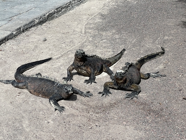       Three iguanas on a sandy area.
  
