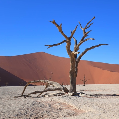 Barren tree in a red desert landscape.