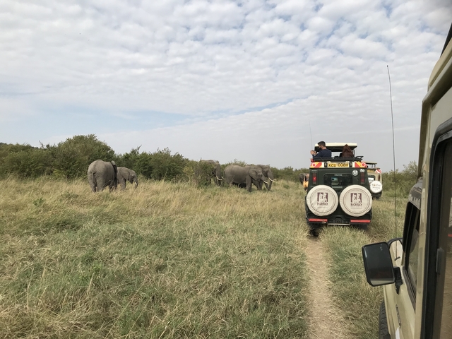 Safari vehicle observing elephants grazing on a savannah.
