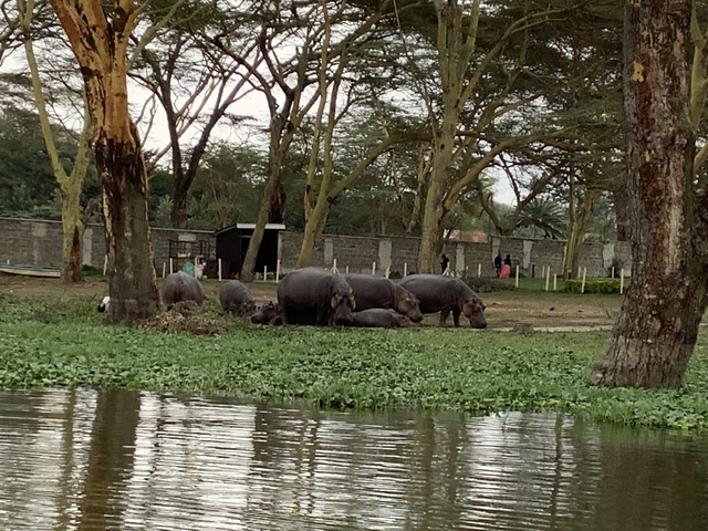 Small group of hippos near a lake shore.