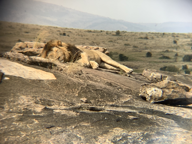 Lion resting on rocks with a vast savannah in the background.