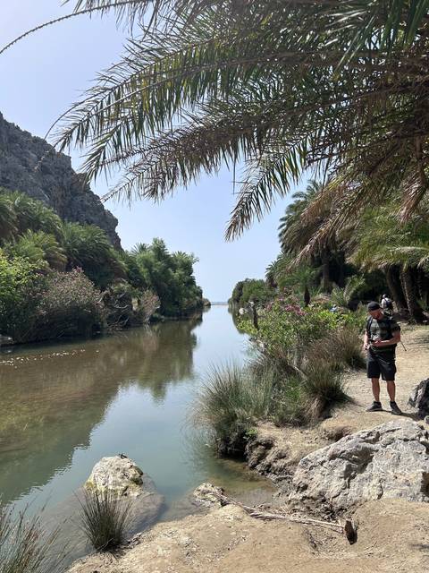 River running through a green canyon with palm trees.
