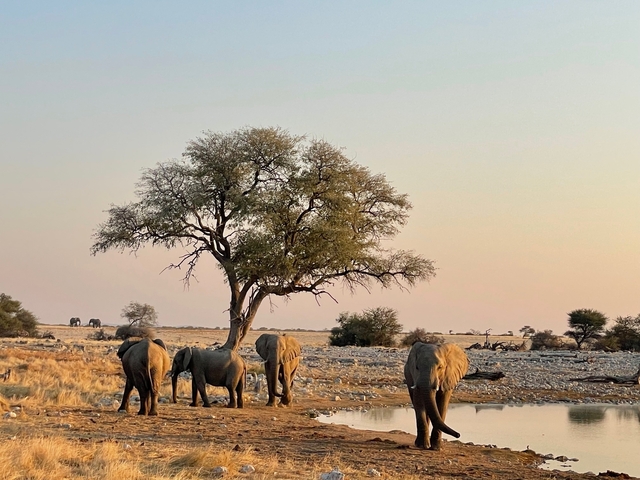       Group of elephants under a tree with a dry landscape at sunset.
  