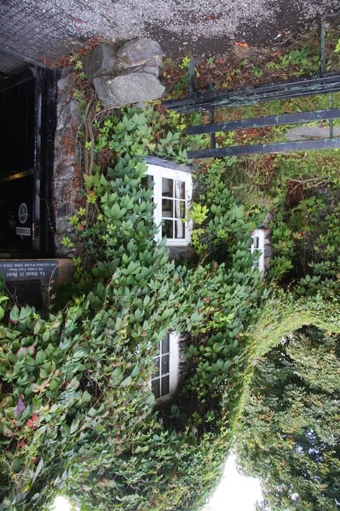 Building covered with green foliage.