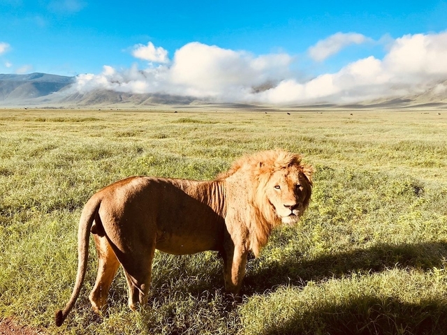       Majestic lion standing in a vast green savannah with mountains in the distance.
  