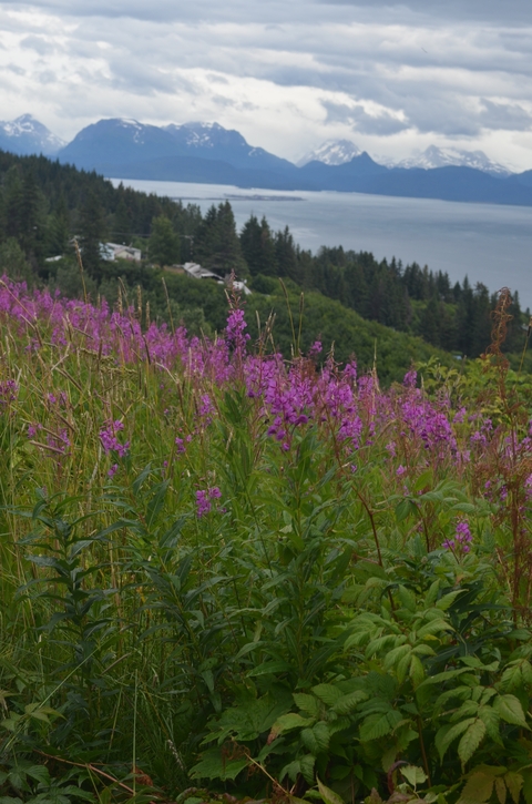      Field of pink flowers with forest in the background.
  