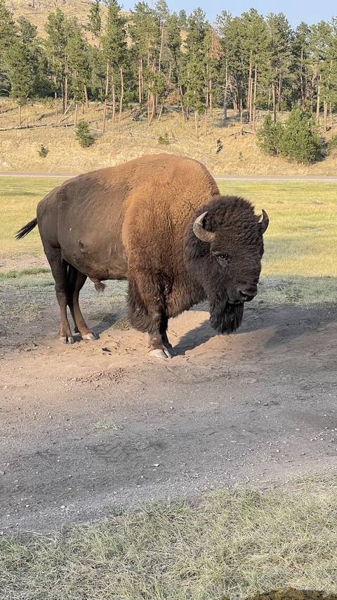 Close-up of a bison standing on a dirt path.