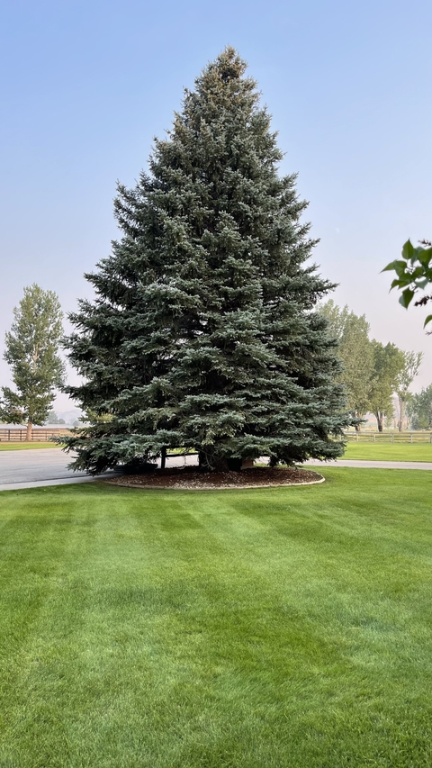 Evergreen tree on a well-manicured lawn.