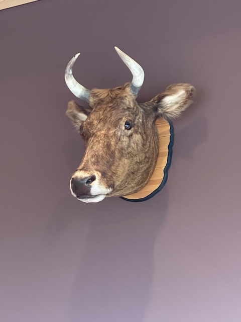       Mounted animal head trophy on a wall.
  