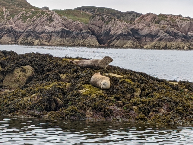 Seals resting on a rocky shore with the sea in the background.
