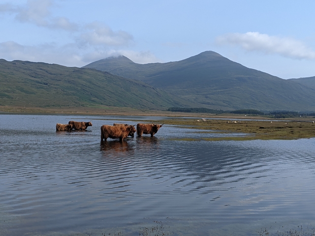 Highland cows wading in a shallow body of water with mountains in the background.
