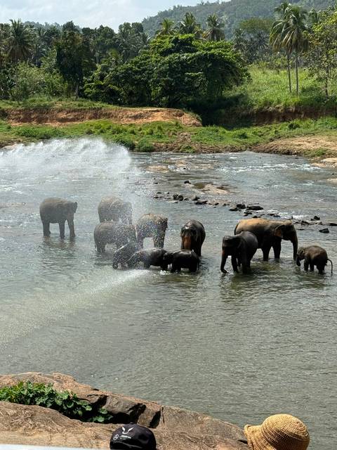       Elephants bathing in a river.
  