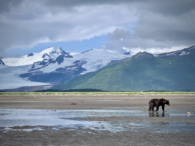       Bear walking along the shore with mountains in the background.
  