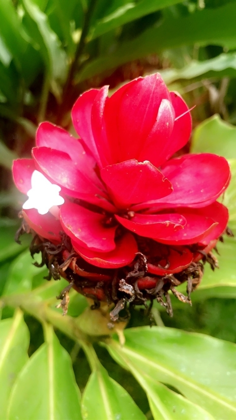 Costa Rica & Manuel Antonio 8 Days, Self-Drive customer review photo 