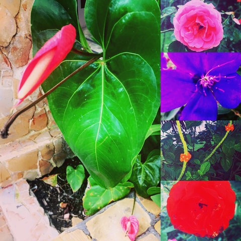 Collage of colorful flowers and leaves.